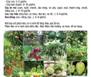 PM054. PHÂN VI SINH ĐIỀN TRANG TRICHO NEMA 500G