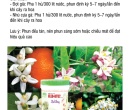 PL068. PHÂN BÓN LÁ FEED-DT02 KÍCH BÔNG CÂY CÓ MÚI 500G