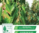 PL202. PHÂN BÓN LÁ FEED-DT02 KÍCH ĐỌT SẦU RIÊNG 250G