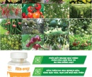 PL156. PHÂN BÓN LÁ FEED-DT02 SIÊU LÂN TẠO MẦM 100G