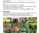 PL156. PHÂN BÓN LÁ FEED-DT02 SIÊU LÂN TẠO MẦM 100G