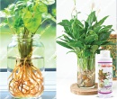 PL102. DUNG DỊCH DINH DƯỠNG THỦY CANH 100ML