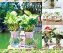 PL102. DUNG DỊCH DINH DƯỠNG THỦY CANH 100ML