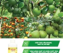 PL145. PHÂN BÓN LÁ BREED-DT02 LỚN TRÁI CÂY CÓ MÚI 500ML