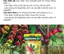 PG021. PHÂN HỮU CƠ TRICHOMIX-DT CÂY CÔNG NGHIỆP 50KG