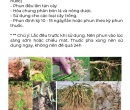 PL127. CHẤT BÁM DÍNH SINH HỌC NEEM 500ML