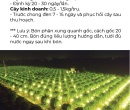 PG059. PHÂN HỮU CƠ TRICHOMIX-DT THANH LONG (ĐÈN) 50 KG