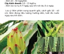 PG060. PHÂN HỮU CƠ TRIMIX N1 THANH LONG (NỤ) 50 KG