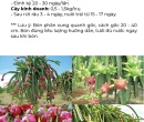 PG061. PHÂN HỮU CƠ TRIMIX N2 THANH LONG (TRÁI) 50KG