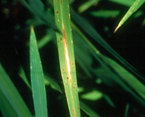 BỆNH ĐẠO ÔN LÚA (Rice blast disease Oryza sativa)